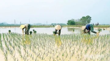 بشائر الخير.. انطلاق موسم الزراعة لمحصولي الشتاء والربيع في مساحات واسعة بمختلف المحافظات
